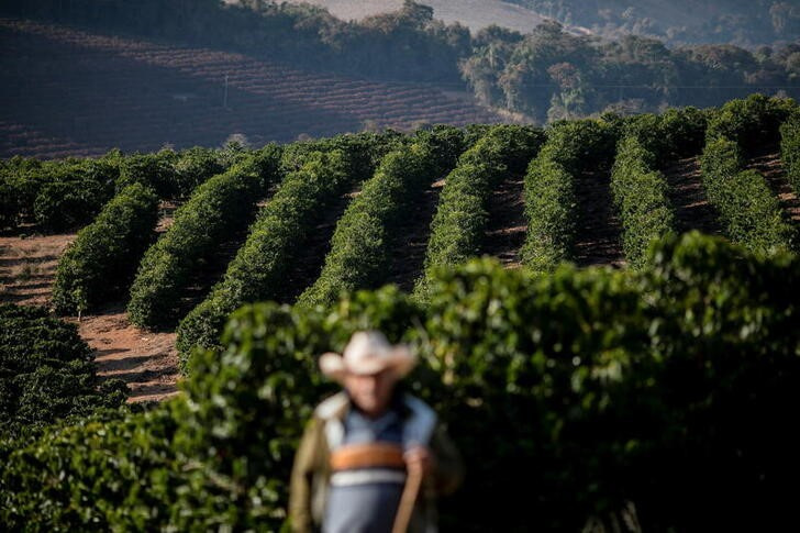 &copy; Reuters. FOTO DE ARCHIVO. Un hombre camina por un campo de cultivos de café en el sur del principal estado productor brasileño, Minas Gerais, en Varginha, Brasil, el 30 de julio de 2021. REUTERS/Roosevelt Cassio