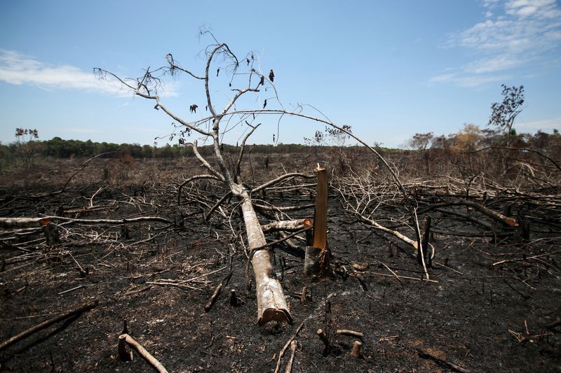 &copy; Reuters. Troncos carbonizados em área das planícies de Yari, que foram recentemente queimadas para pastagem, em Caquetá, Colômbia
2/3/2021 REUTERS/Luisa Gonzalez