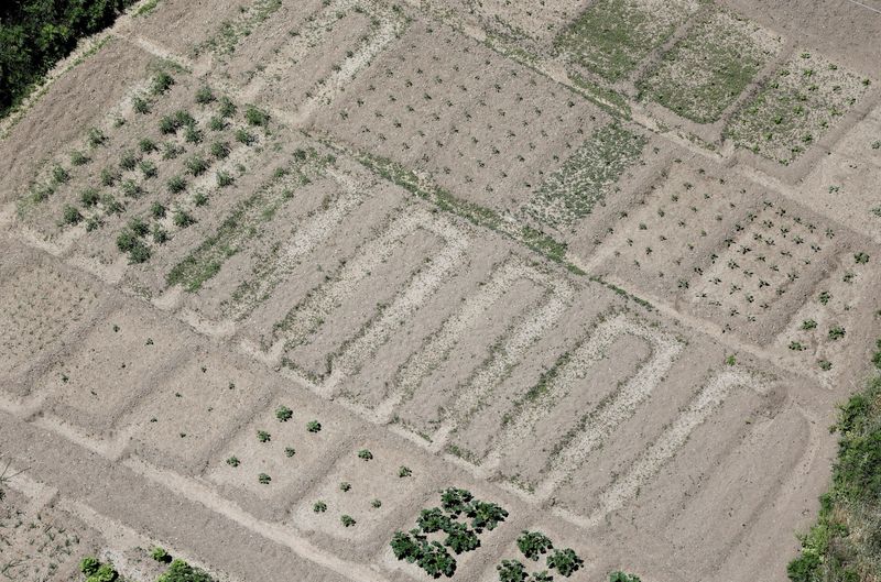 &copy; Reuters. FILE PHOTO: A vegetable patch is affected by the prolonged drought, in Ronda, southern Spain May 11, 2023. REUTERS/Jon Nazca/File Photo