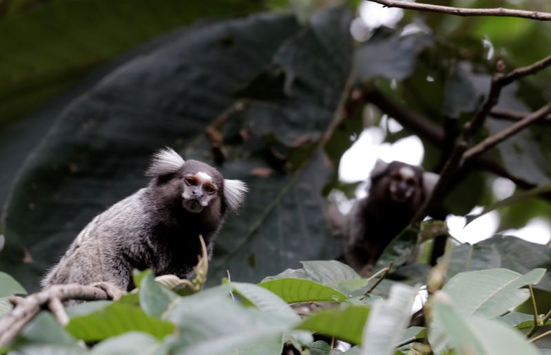 © Reuters. Macacos saguis em área de Mata Atlântica em Mairiporã (SP)
10/01/2018
REUTERS/Paulo Whitaker
