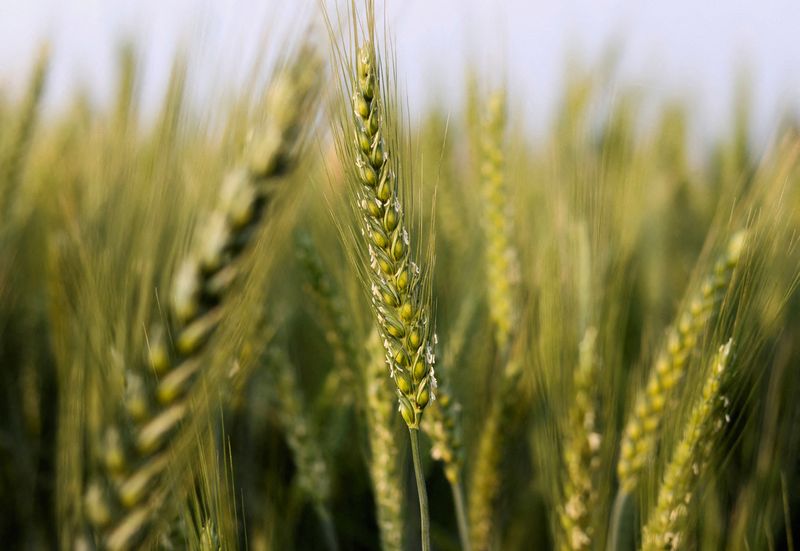 &copy; Reuters. FOTO DE ARCHIVO: Vista de granos de trigo en un campo de la gobernación de El-Menoufia, al norte de El Cairo, Egipto. 23 de febrero, 2023. REUTERS/Mohamed Abd El Ghany