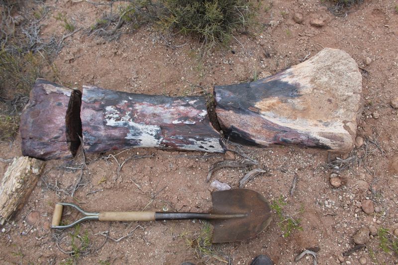 &copy; Reuters. Osso pertencente a um "Chucarosaurus Diripienda", descoberto por paleontólogos argentinos, em Rio Negro, Argentina
16/10/2019
Nicolas Chimento/Museu Argentino de Ciências Naturais/Handout via REUTERS