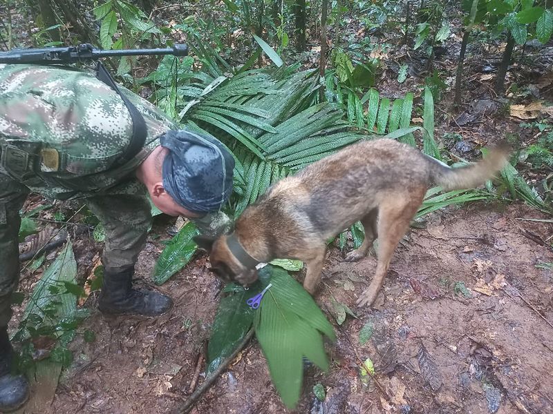 &copy; Reuters. Soldado e cachorro participam de operação de busca por crianças sobreviventes de queda de avião na selva há mais de duas semanas, na Colômbia
17/05/2023
Força Aérea da Colômbia/Divulgação via REUTERS 