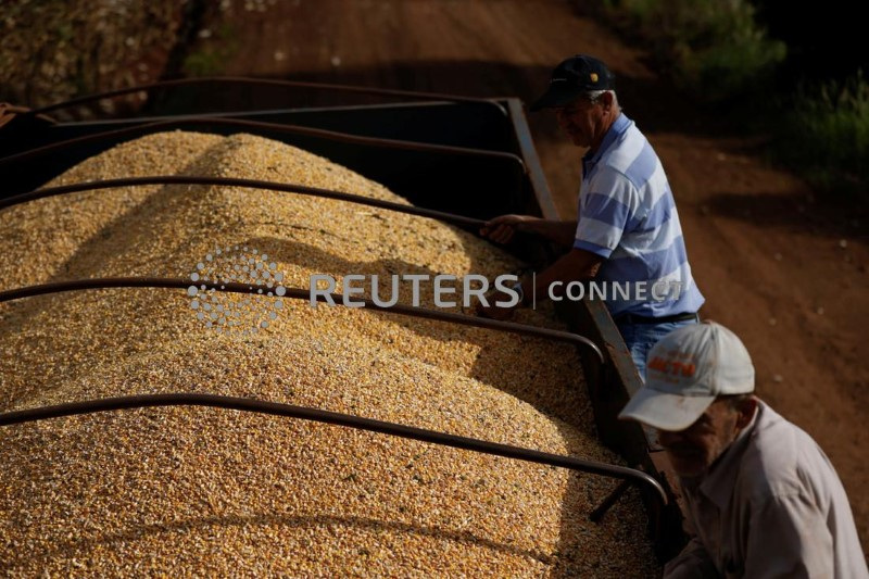 &copy; Reuters. Agricultores colhem milho em uma plantação em Maringá, Brasil
13/07/2022
REUTERS/Rodolfo Buhrer