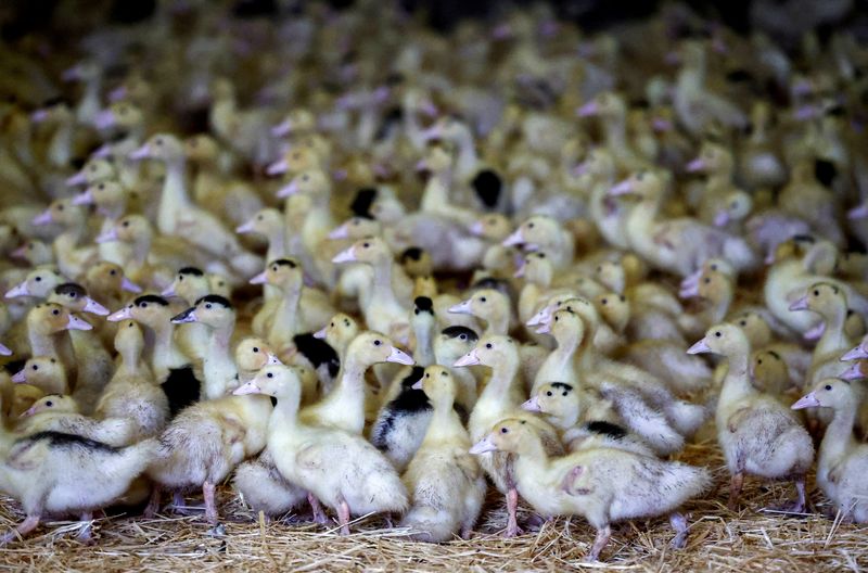 © Reuters. FILE PHOTO: Ducklings are seen inside a poultry farm in Castelnau-Tursan, France, January 24, 2023. REUTERS/Stephane Mahe/File Photo