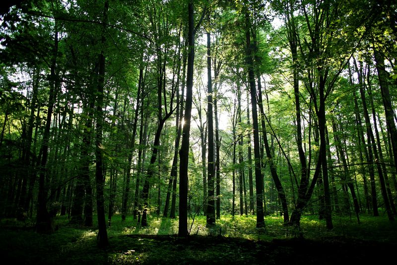 © Reuters. FILE PHOTO: The sun shines through trees in a protected area of Bialowieza forest, the last primeval forest in Europe, near Bialowieza village, Poland, May 30, 2016. REUTERS/Kacper Pempel/File Photo