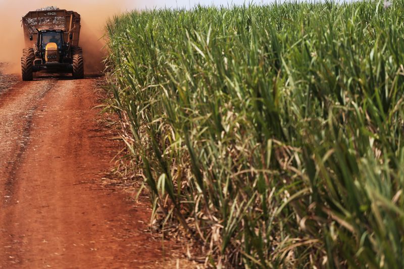 &copy; Reuters. IMAGEN DE ARCHIVO. Una plantación de caña de azúcar en Ribeirão Preto, São Paulo, Brasil. REUTERS/Nacho Doce