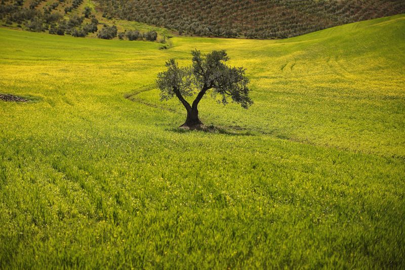 &copy; Reuters. FOTO DE ARCHIVO. Un olivo en un campo a las afueras de Ronda, cerca de Málaga, Andalucía, España