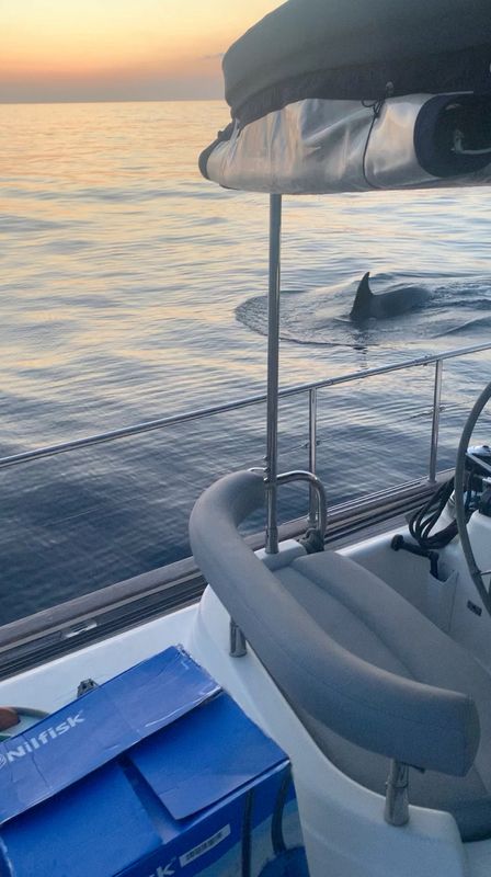 Killer whales wreck boat in latest attack off Spain