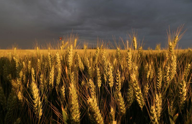 &copy; Reuters. FOTO DE ARCHIVO: Espigas de trigo durante la puesta de sol en un campo en Écoust-Saint-Mein, Francia. 22 de junio, 2022. REUTERS/Pascal Rossignol