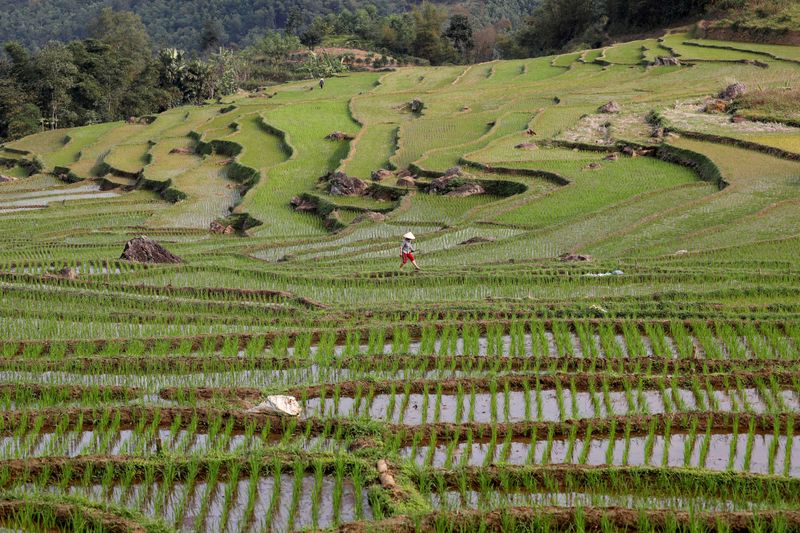 &copy; Reuters. FILE PHOTO: An ethnic Thai farmer works on her terraced rice field in Pu Luong, Vietnam February 29, 2020. Picture taken February 29, 2020. REUTERS/Kham/File Photo