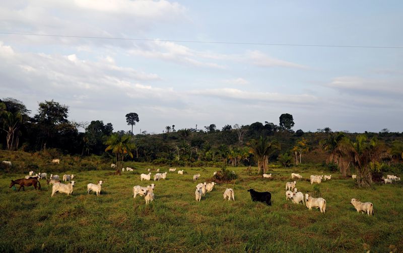 © Reuters. Gado caminha em trecho da floresta amazônica desmatado por madeireiros e fazendeiros em Anapu (PA)
05/09/2019
REUTERS/Nacho Doce