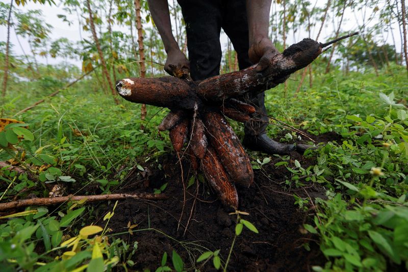 &copy; Reuters. A farmer pulls out cassava during a harvest on a farm in Oyo, Nigeria May 18, 2023. REUTERS/Temilade Adelaja