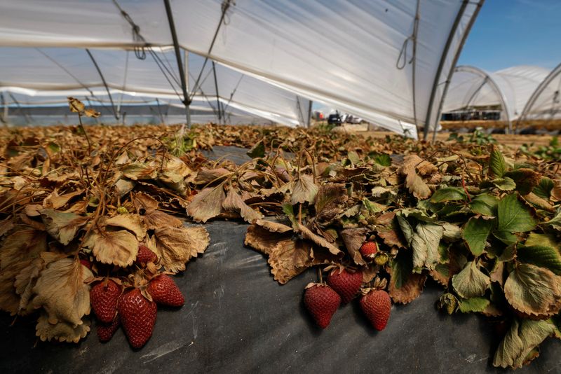 Los productores de fresas de España critican la campaña de boicot en Alemania