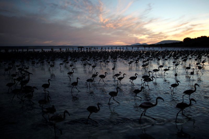 &copy; Reuters. FOTO DE ARCHIVO: Voluntarios vadean una laguna al amanecer para recoger polluelos de flamenco y colocarlos dentro de un corral en la reserva natural de Fuente de Piedra, cerca de Málaga, sur de España, 19 de julio de 2014. REUTERS/Jon Nazca
