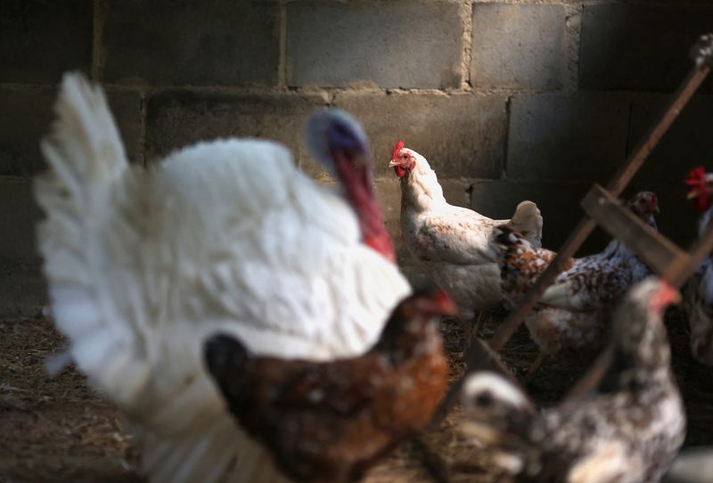 &copy; Reuters. Chickens and a turkey are seen inside a coop at a private poultry farming at a ranch in Rio de Janeiro, Brazil June 2, 2023. REUTERS/Ricardo Moraes