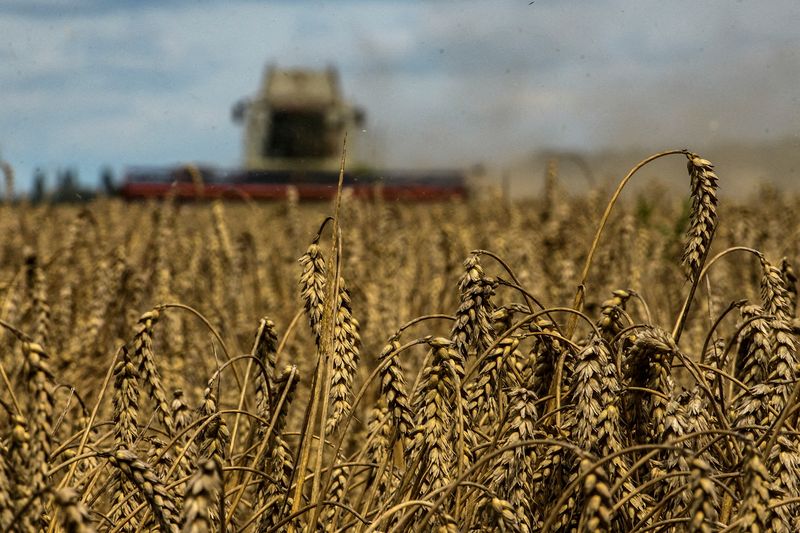 &copy; Reuters. FILE PHOTO: A combine harvests wheat in a field near the village of Zghurivka, amid Russia's attack on Ukraine, in Kyiv region, Ukraine August 9, 2022.  REUTERS/Viacheslav Musiienko