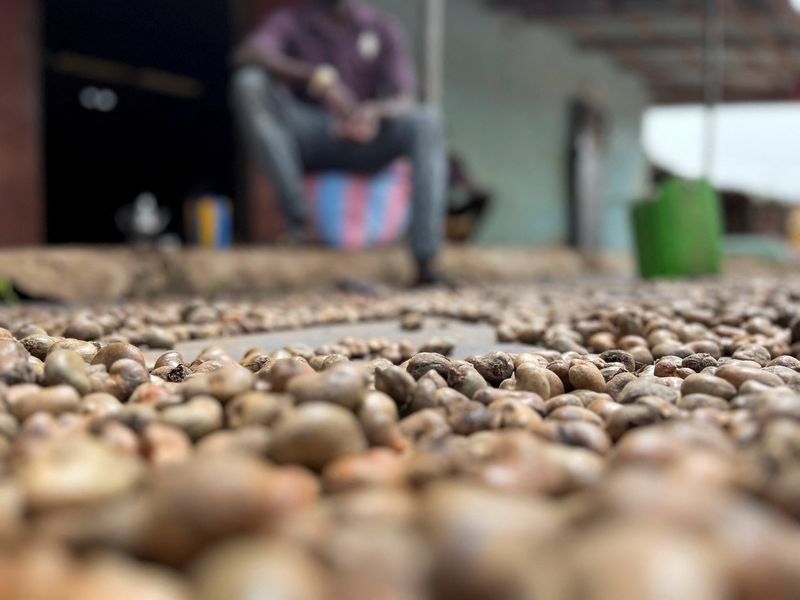 &copy; Reuters. Drissa Dembele, a farmer and buyer of raw cashew, sits in front of unshelled nuts spreaded out to dry, in his courtyard in Katiola, Ivory Coast, May 27, 2023. REUTERS/Ange Aboa