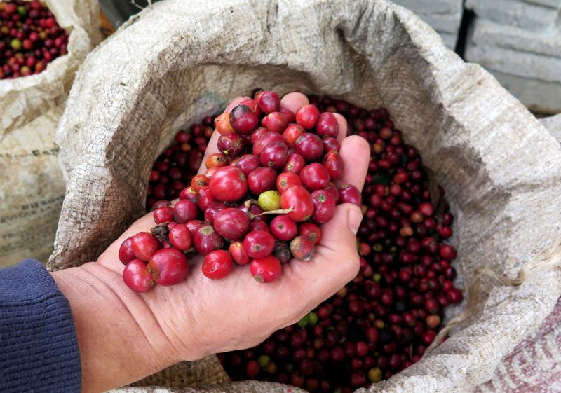 &copy; Reuters. FILE PHOTO: A Nestle employee holds robusta coffee beans at a farm near Chichapa, in Mexico's eastern Veracruz state January 8, 2015. REUTERS/David Alire Garcia/File Photo