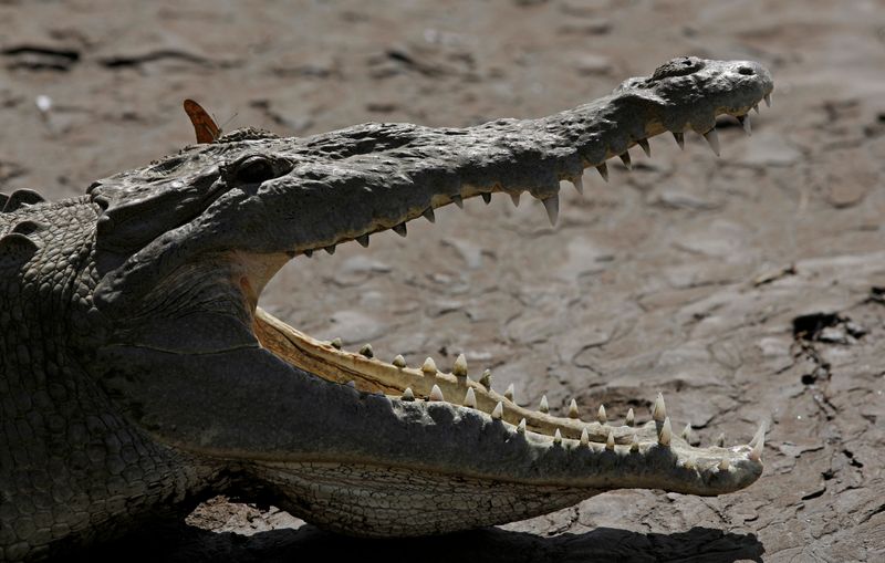 &copy; Reuters. Imagem de um crocodilo
16/07/2019
REUTERS/Juan Carlos Ulate