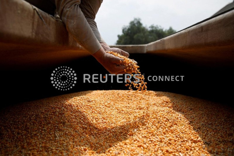 &copy; Reuters. Um trabalhador segura milho amarelo transgênico importado dos EUA, em Tepexpan, Mexico
15/03/2023
REUTERS/Raquel Cunha