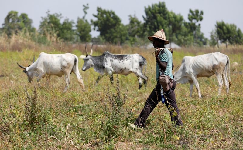&copy; Reuters. راعي من عرقية فولاني يسير بجوار الماشية في بايكو بنيجيريا بصورة من أرشيف رويترز.