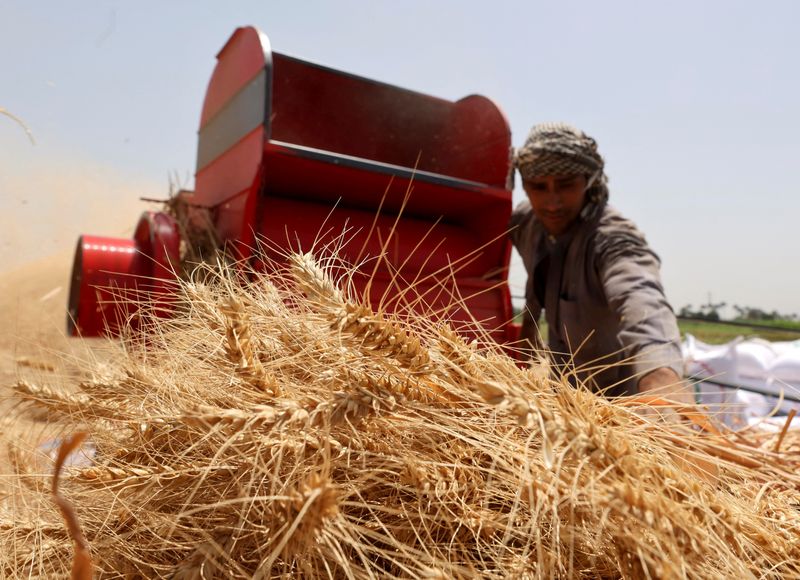 &copy; Reuters. مزارع مصري يحمل رزمة من القمح بعد حصاده في أحد الحقول بمحافظة القليوببة المصرية يوم 25 مايو أيار 2023. تصوير: محمد عبد الغني - رويترز 