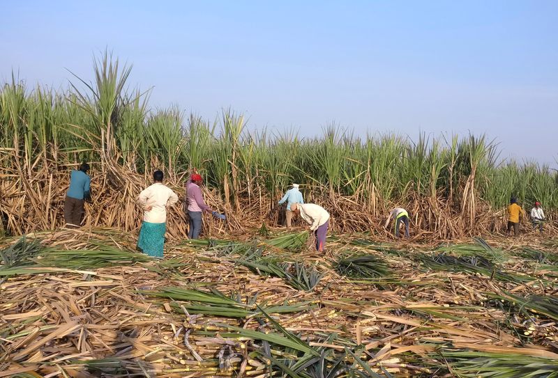 &copy; Reuters. Trabalhadores em colheita de açúcar na Índia. REUTERS/Rajendra Jadhav