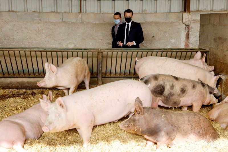 &copy; Reuters. FILE PHOTO: French President Emmanuel Macron looks at pigs at La Ferme d'Etaules farm, during an official visit in Burgundy focused on agricultural issues, in Etaules, France, February 23, 2021. Ludovic Marin/Pool via REUTERS/File Photo