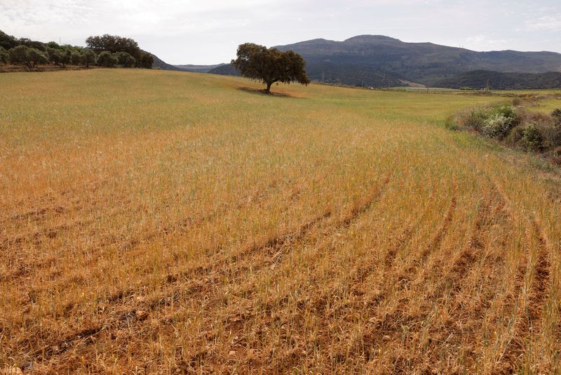 &copy; Reuters. Campo de trigo prejudicado pela seca em Andalucía, Espanha. 27 de abril de 2023. REUTERS/Jon Nazca