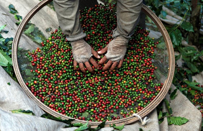&copy; Reuters. FOTO DE ARCHIVO: Un trabajador selecciona granos de café de las plantas de café durante una cosecha en una granja en Espirito Santo do Pinhal, 200 km al este de Sao Paulo. Fotografía tomada el 18 de mayo de 2012. REUTERS/Nacho Doce