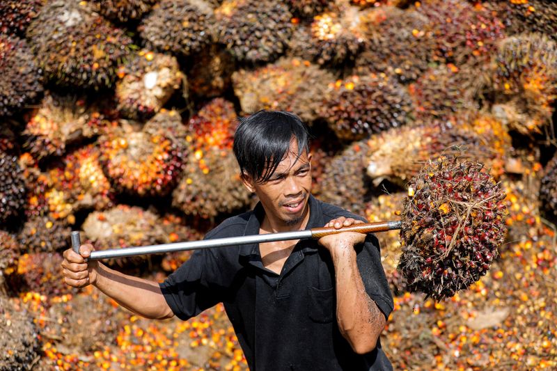 &copy; Reuters. Plantação de fruto da palma na Indonésia. REUTERS/Willy Kurniawan/File Photo