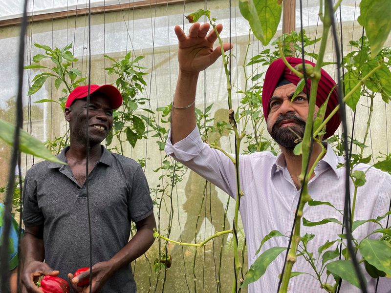 © Reuters. FILE PHOTO: World Bank President Ajay Banga inspects red peppers at a sustainable farming greenhouse facility supported by the lender in Mandeville, Jamaica, June 14, 2023. REUTERS/David Lawder/File Photo