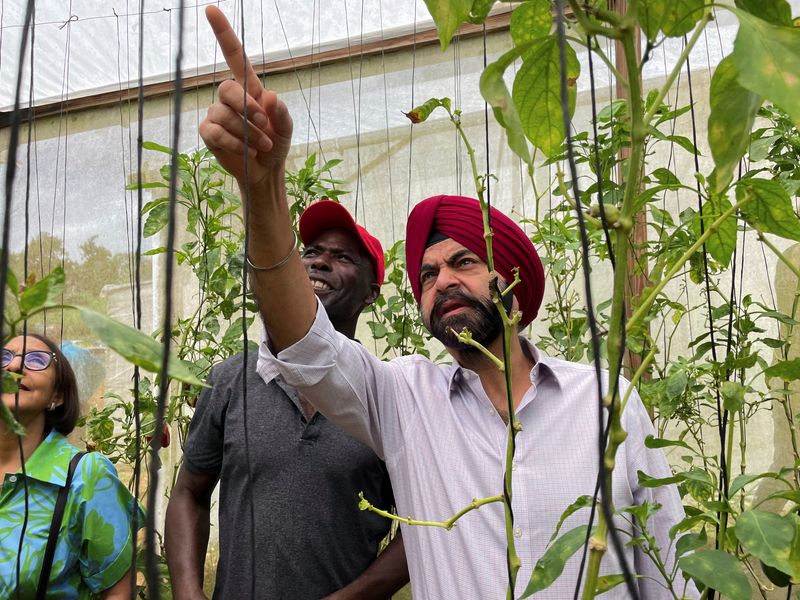 &copy; Reuters. FOTO DE ARCHIVO: El presidente del Banco Mundial, Ajay Banga, inspecciona pimientos rojos en un invernadero de agricultura sostenible apoyado por el prestamista en Mandeville, Jamaica, 14 de junio de 2023. REUTERS/David Lawder/Foto de archivo