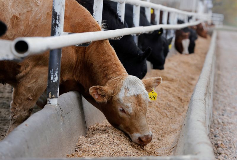 &copy; Reuters. FILE PHOTO: Beef cattle at the Kasko Cattle feedlot, which are affected by a supply chain blockage caused by coronavirus disease (COVID-19) outbreaks at meat-packing plants, in Coaldale, Alberta, Canada May 6, 2020. REUTERS/Todd Korol/File Photo