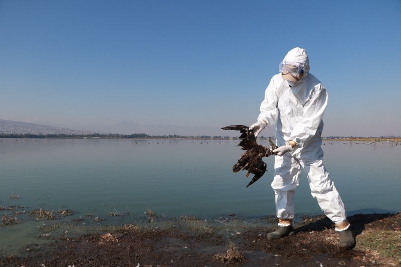 &copy; Reuters. Imagen de archivo. Un técnico del Servicio Nacional de Sanidad, Inocuidad y Calidad Agroalimentaria (Senasica) sostiene un ave muerta mientras el gobierno mexicano investiga la muerte de cientos de aves en la costa del Pacífico mexicano con una ubicaci