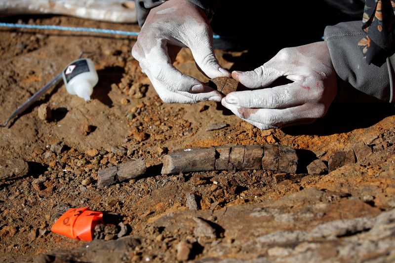 © Reuters. Un paleontólogo revisa huesos fosilizados del 'Gonkoken nanoi', un dinosaurio de pico de pato recientemente identificado, que habitó la zona patagónica chilena, en El valle del río de las Chinas, cerca de Torres del Paine, región de Magallanes y Antártica, Chile, en esta foto sin fecha obtenida por Reuters el 15 de junio de 2023. Universidad de Chile/Handout via REUTERS ESTA IMAGEN HA SIDO SUMINISTRADA POR TERCEROS. CRÉDITO OBLIGATORIO. NO DISPONIBLE PARA REVENTAS. NO DISPONIBLE PARA ARCHIVO.