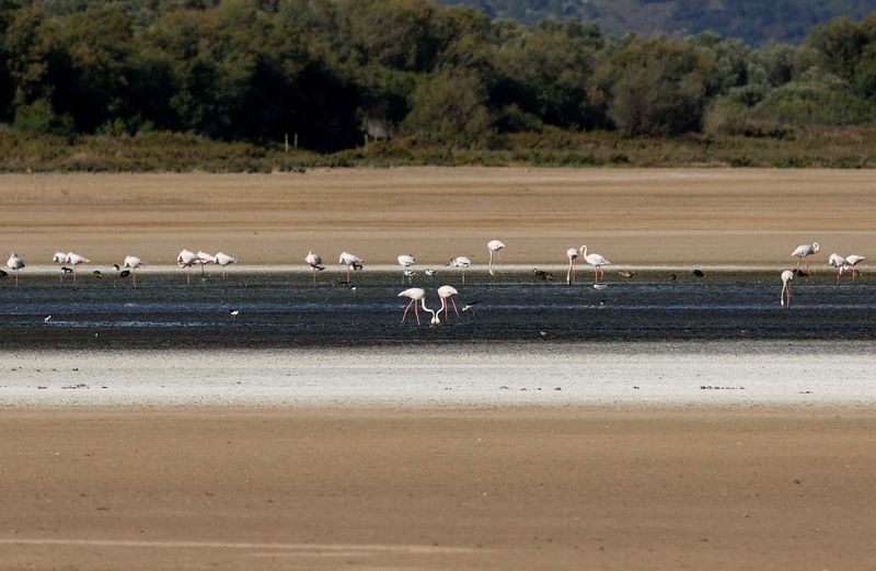 &copy; Reuters. أعداد قليلة من طيور الفلامنجو تتغذى يوم السبت فوق بحيرة المياه المالحة التي جفت بسبب موجة من الجفاف الشديد التي ضربت محمية فوينتي دي بيدرا  