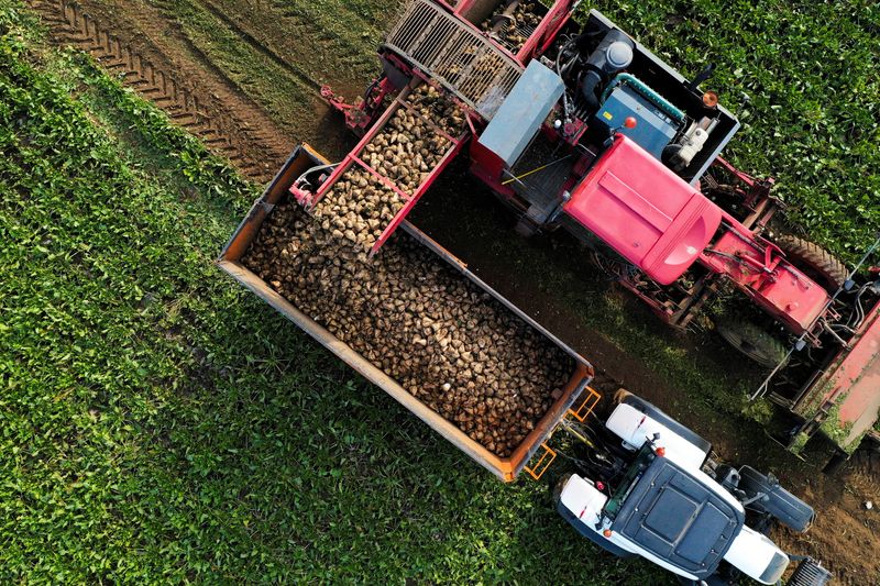 &copy; Reuters. FOTO DE ARCHIVO. Un agricultor cosecha un campo de remolacha azucarera en Abancourt, Francia. 30 de septiembre de 2022. REUTERS/Pascal Rossignol