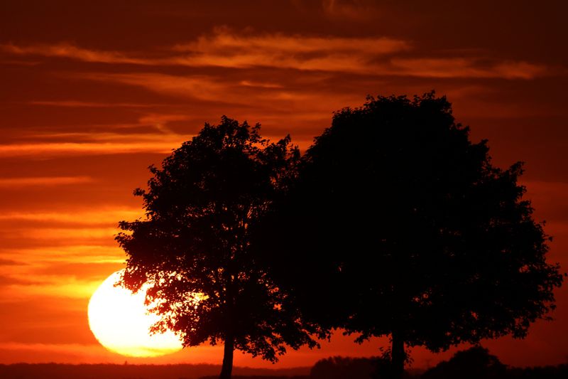 &copy; Reuters. Silhuetas de árvores durante o pôr do sol em meio a onda de calor na Europa, Bourlon, França
14/06/2022
REUTERS/Pascal Rossignol