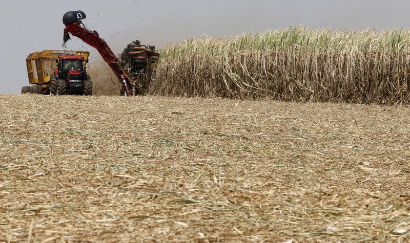 &copy; Reuters. FOTO DE ARCHIVO: Imagen referencial de la cosecha de caña de azúcar en una plantación de Da Mata, el procesador brasileño de caña de azúcar, en Valparaíso, 355 millas al noroeste de Sao Paulo, Brasil. 18 de septiembre, 2014. REUTERS/Paulo Whitaker
