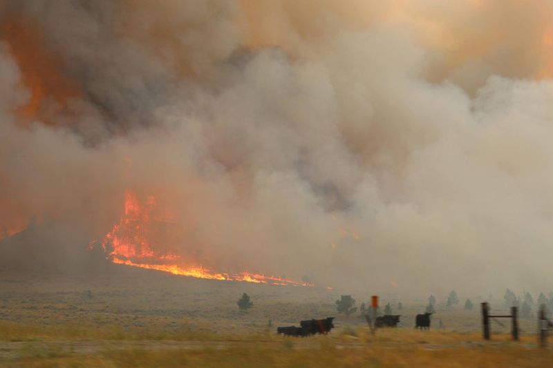 &copy; Reuters. FILE PHOTO: Cattle are seen near the flames of the Lodgepole Complex fire in Garfield County, Montana, U.S. July 21, 2017. Picture taken July 21, 2017. BLM/Pete McFadden/Handout via REUTERS/File Photo