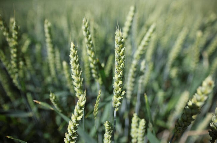 &copy; Reuters. Foto de Archivo. El grano se muestra en un campo de cultivo en la región bávara meridional de Altoetting, Alemania, 23 de junio de 2022. REUTERS/Wolfgang Rattay