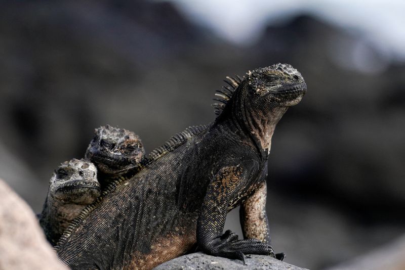 &copy; Reuters. Des iguanes marins sur l'île de Santa Cruz, dans l'archipel des Galápagos, en Équateur. /Photo prise le 16 janvier 2022/REUTERS/Santiago Arcos 