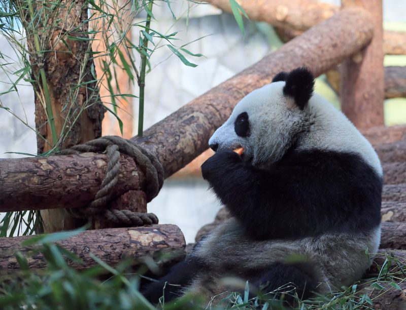 © Reuters. FILE PHOTO: A giant panda eats inside an enclosure at the Moscow Zoo on a hot summer day in the capital Moscow, Russia June 7, 2019. REUTERS/Tatyana Makeyeva/File Photo