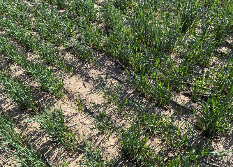 &copy; Reuters. Vista general de un campo de trigo que muestra señales de daños por la sequía cerca de Sublette, Kansas, Estados Unidos. 17 de mayo de 2023. REUTERS/Tom Polanseksek