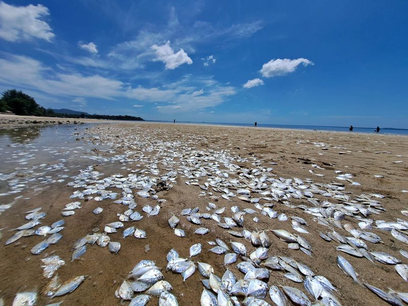 &copy; Reuters. Dead fish lie on the beach in Chumphon, Thailand June 22, 2023 in this picture obtained from social media. Kantaphong Thakoonjiranon/via REUTERS