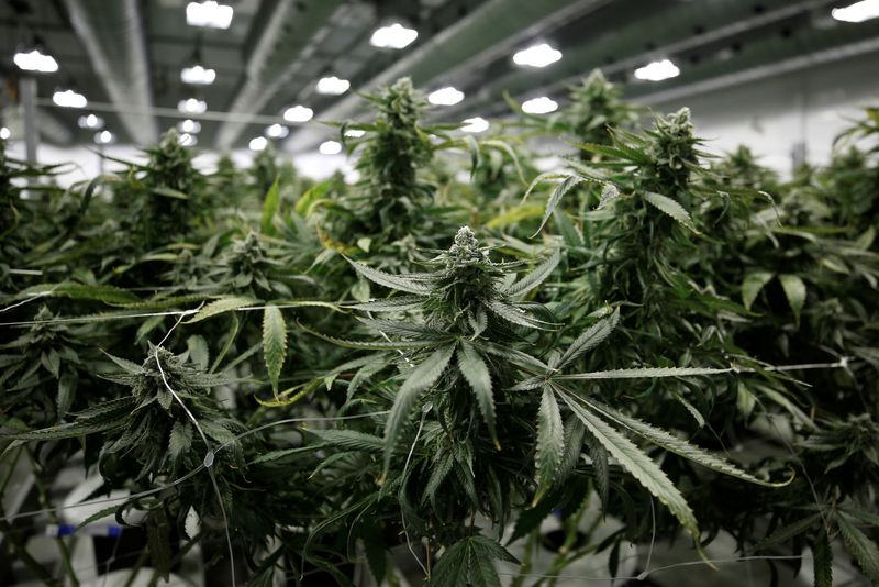 &copy; Reuters. Flowering marijuana plants are pictured at the Canopy Growth Corporation facility in Smiths Falls, Ontario, Canada, January 4, 2018.   REUTERS/Chris Wattie
