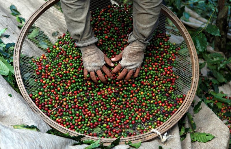 &copy; Reuters. FOTO DE ARCHIVO: Un trabajador selecciona granos de café de las plantas de café durante una cosecha en una granja en Espirito Santo do Pinhal, 200 km al este de Sao Paulo, Brasil. Fotografía tomada el 18 de mayo de 2012. REUTERS/Nacho Doce