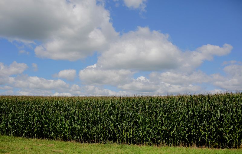 &copy; Reuters. FOTO ARCHIVO: Las nubes se ciernen sobre un campo de maíz en Dubuque, Iowa, Estados Unidos. 26 de julio, 2018. REUTERS/Joshua Lott/Archivo